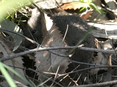 Antechinus stuartii