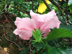Hibiscus rosa-sinensis