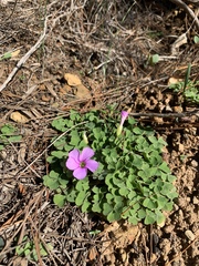 Oxalis zeekoevleyensis