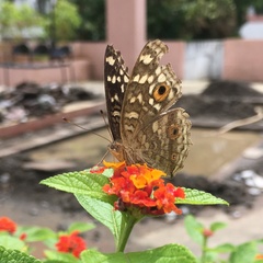 Junonia lemonias