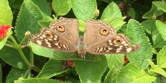 Junonia lemonias