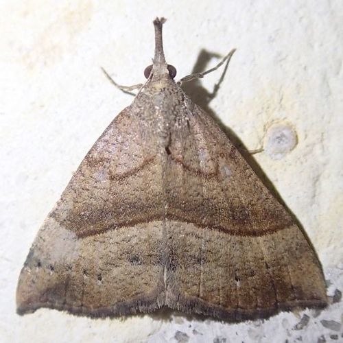 Hypena proboscidalis