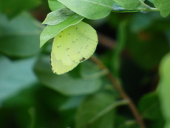 Eurema hecabe solifera