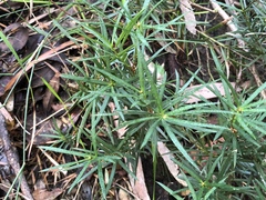 Podocarpus spinulosus