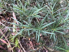 Podocarpus spinulosus