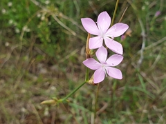 Dianthus ciliatus