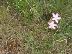 Dianthus ciliatus
