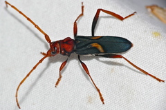 Compsomera elegantissima