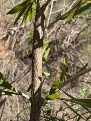 Melaleuca viminalis viminalis