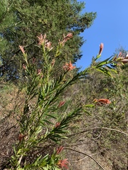 Melaleuca viminalis viminalis