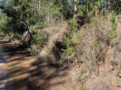 Melaleuca viminalis viminalis
