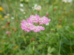 Heracleum austriacum siifolium