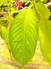Megaskepasma erythrochlamys