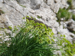 Bupleurum petraeum