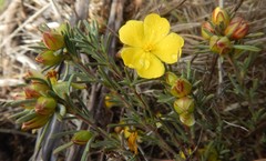 Hibbertia prostrata