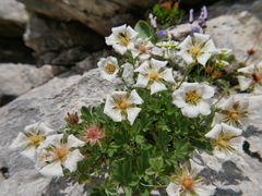 Potentilla clusiana