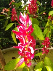 Megaskepasma erythrochlamys