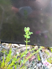 Veronica serpyllifolia
