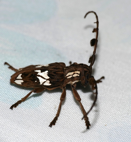 Mallonia albosignata photographed in Eswatini