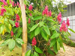 Megaskepasma erythrochlamys