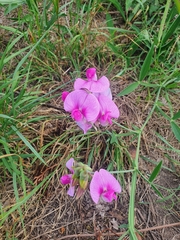 Lathyrus latifolius