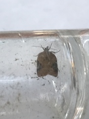 Acleris comariana