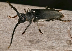 Neoplocaederus