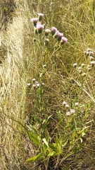 Erigeron acris podolicus
