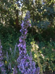 Nepeta caerulea