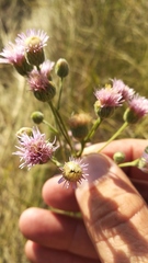 Erigeron acris podolicus