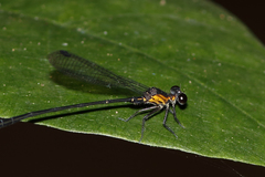 Lestoidea