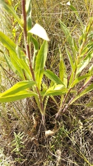 Erigeron acris podolicus