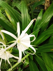Hymenocallis