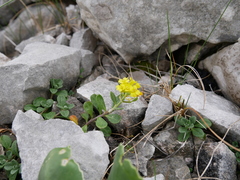 Alyssum wulfenianum ovirense