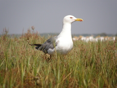 Larus michahellis