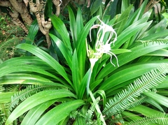 Hymenocallis