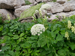 Heracleum sphondylium pyrenaicum