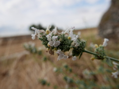 Nepeta nepetella