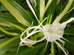 Hymenocallis
