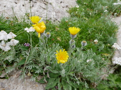 Hieracium villosum
