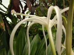 Hymenocallis