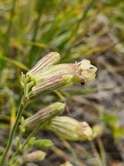 Silene kubanensis
