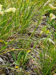 Silene kubanensis