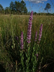 Nepeta tuberosa
