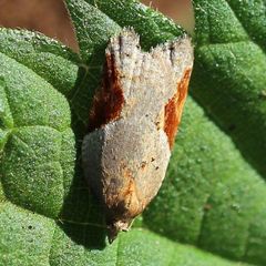 Acleris laterana
