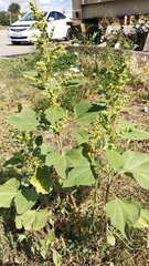 Cyclachaena xanthiifolia