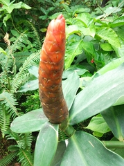 Costus