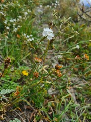 Dianthus cretaceus
