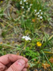 Dianthus cretaceus