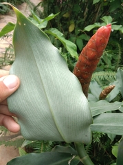 Costus